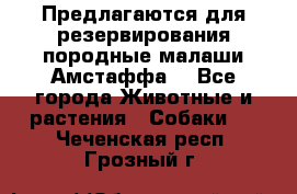 Предлагаются для резервирования породные малаши Амстаффа  - Все города Животные и растения » Собаки   . Чеченская респ.,Грозный г.